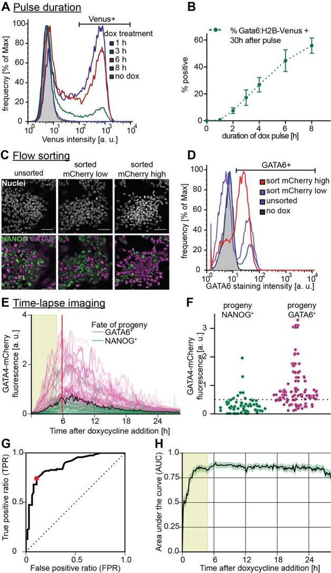 Nanog Antibody in Immunocytochemistry (ICC/IF)