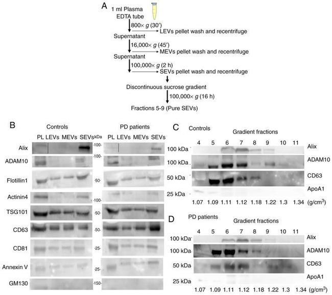 ApoA1 Antibody in Western Blot (WB)