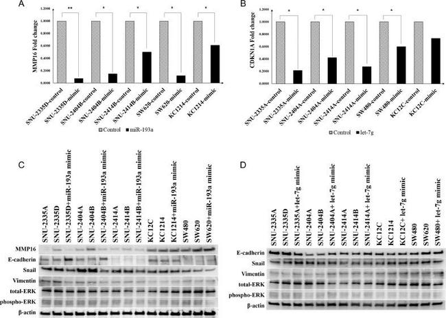 MMP16 Antibody in Western Blot (WB)