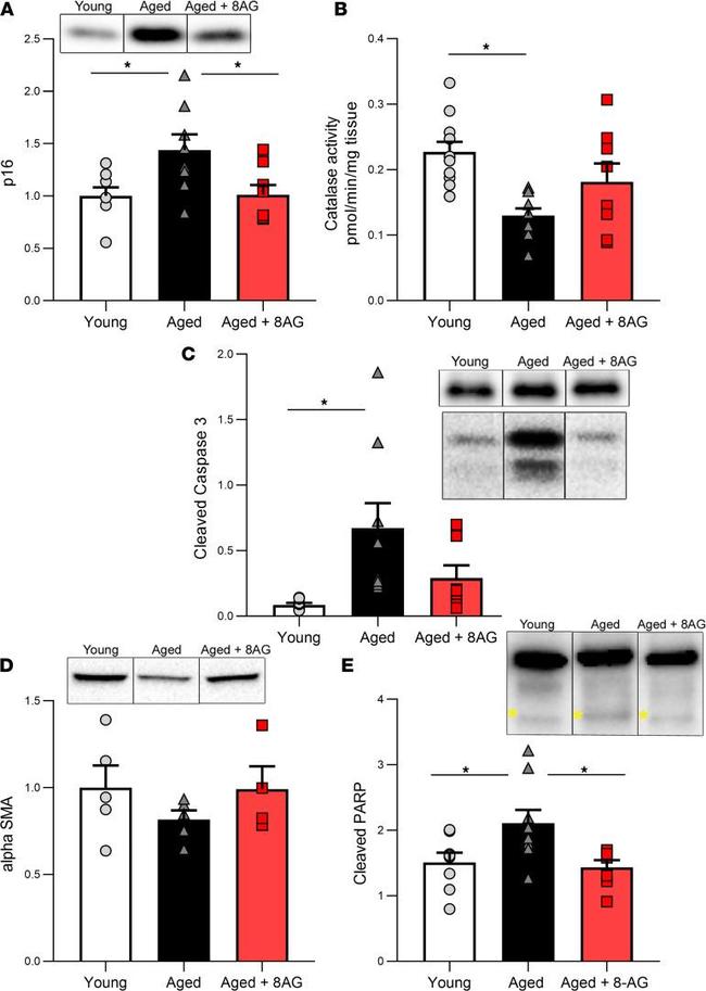 Alpha-Smooth Muscle Actin Antibody in Western Blot (WB)