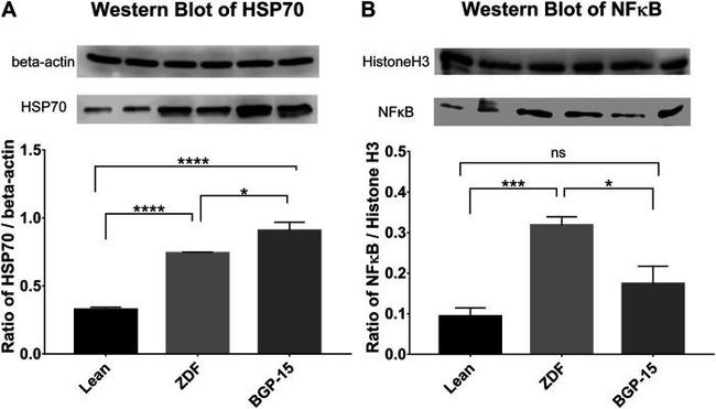 Histone H3 Antibody in Western Blot (WB)