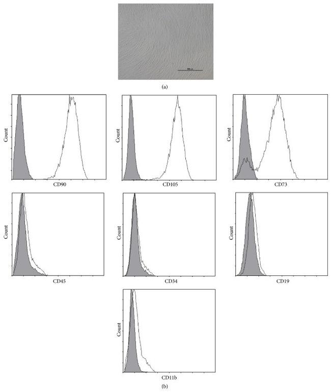 CD34 Antibody in Flow Cytometry (Flow)