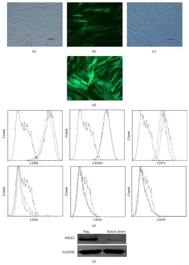 CD19 Antibody in Flow Cytometry (Flow)