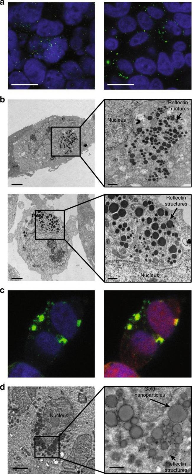 6x-His Tag Antibody in Immunocytochemistry (ICC/IF)