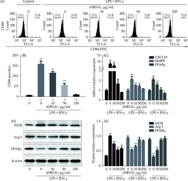 Arginase 1 Antibody in Western Blot (WB)