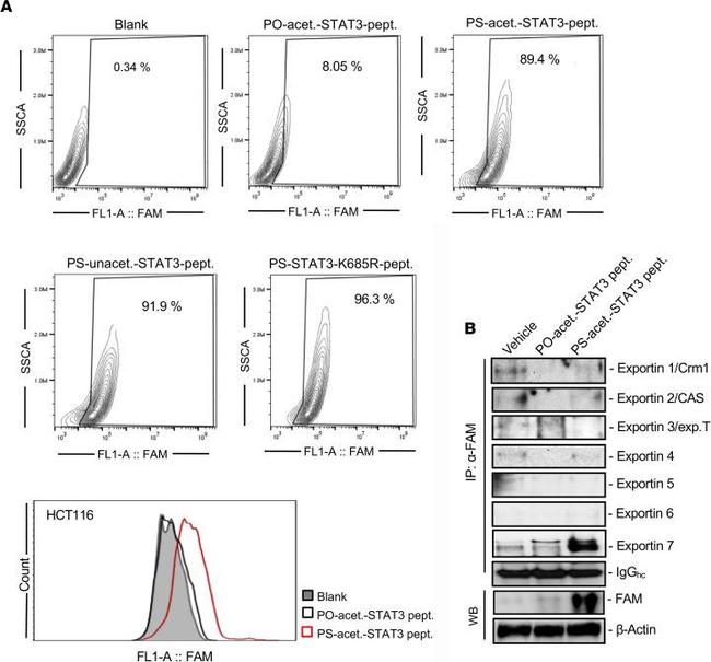 FITC Antibody in Western Blot, Immunoprecipitation (WB, IP)