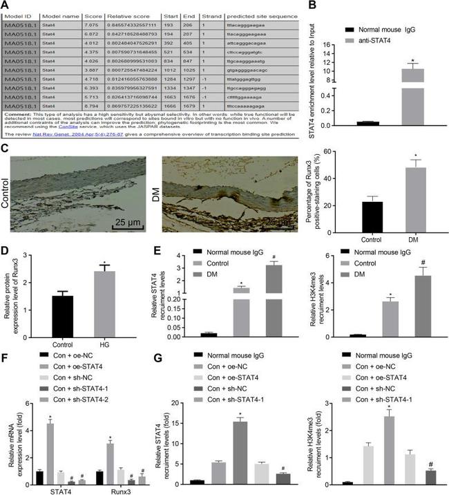 STAT4 Antibody in ChIP Assay (ChIP)