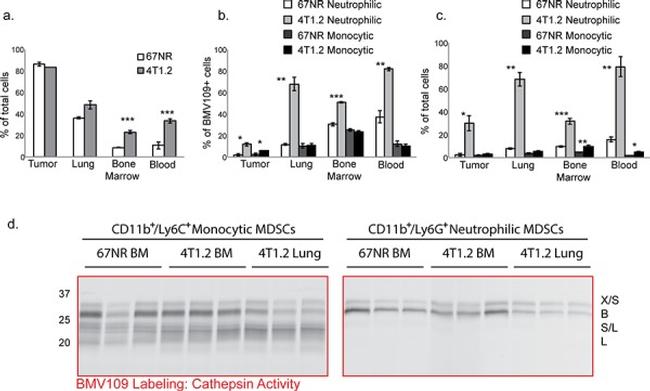 Ly-6C Antibody in Flow Cytometry (Flow)