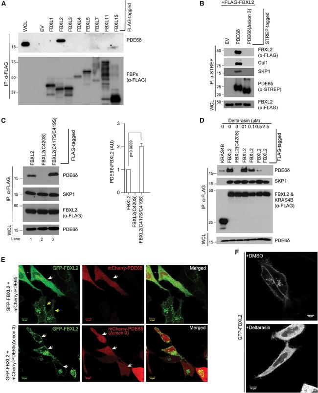 Cullin 1 Antibody in Western Blot (WB)