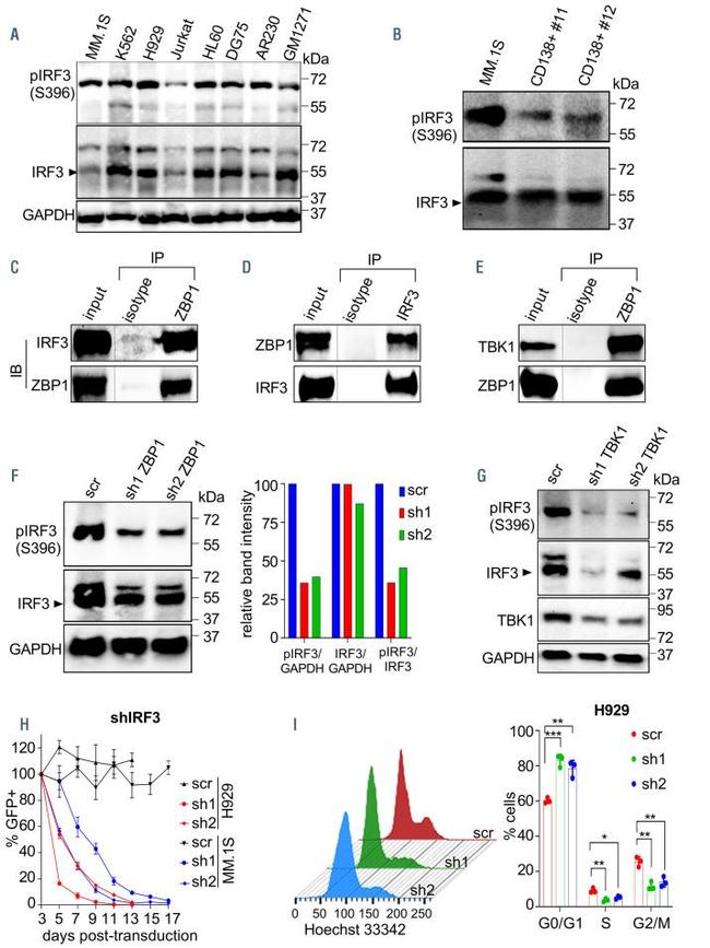 Phospho-IRF3 (Ser396) Antibody in Western Blot (WB)