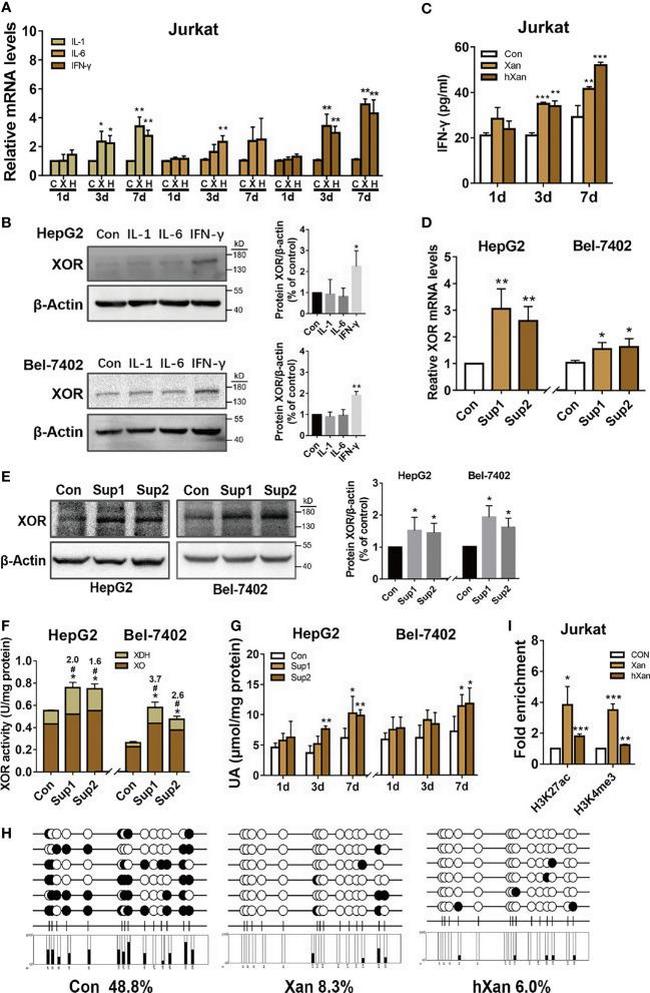 H3K27ac Antibody in ChIP Assay (ChIP)