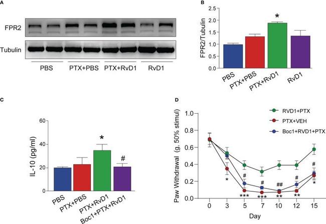 FPR2 Antibody in Western Blot (WB)