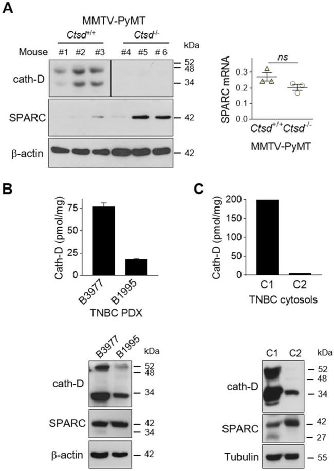 alpha Tubulin Antibody in Western Blot (WB)