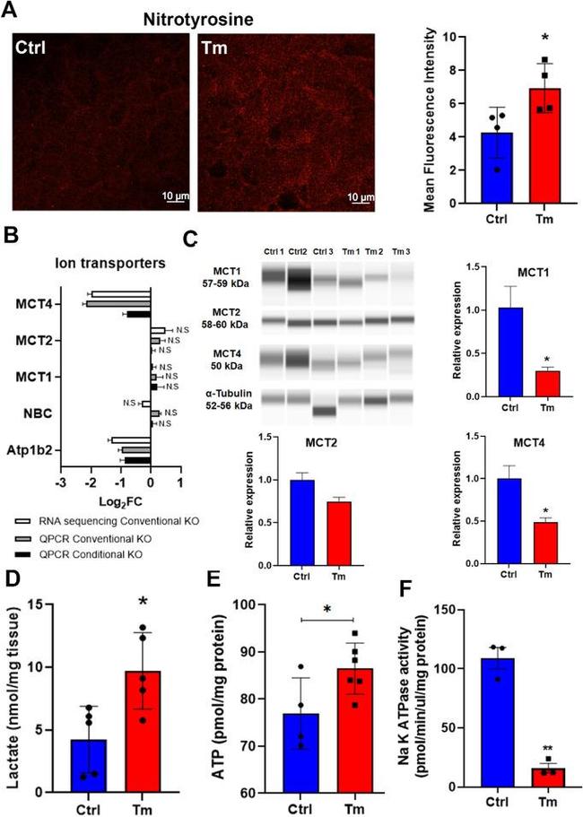 Nitrotyrosine Antibody in Immunohistochemistry (PFA fixed) (IHC (PFA))