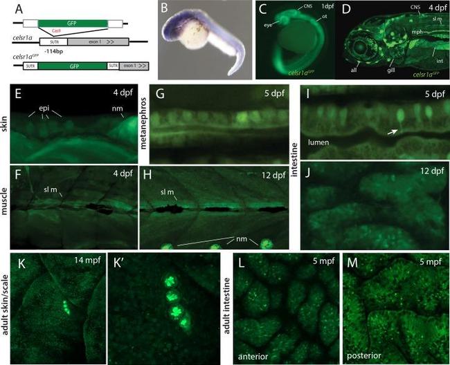 GFP Antibody in Immunohistochemistry (IHC)