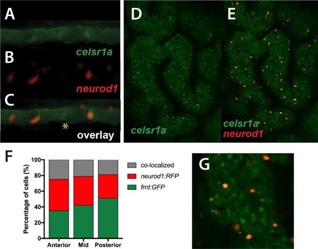 GFP Antibody in Immunohistochemistry (IHC)