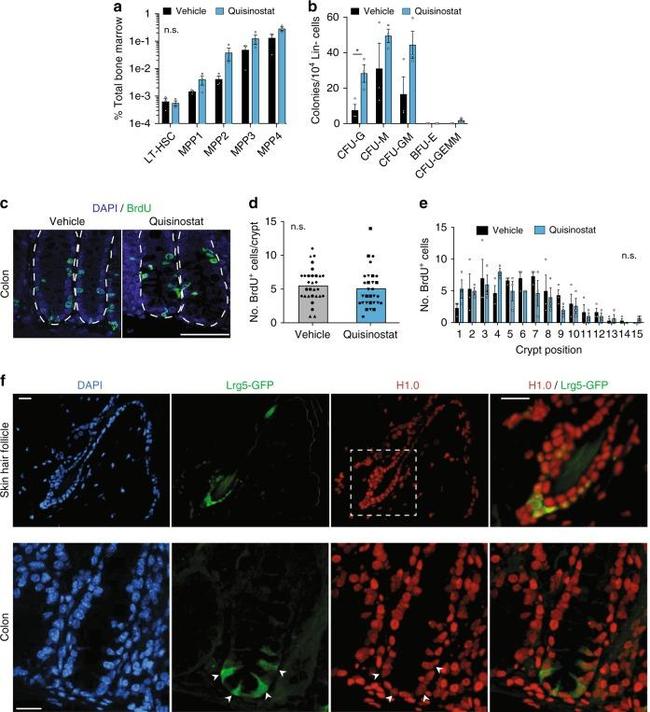 BrdU Antibody in Immunohistochemistry (IHC)