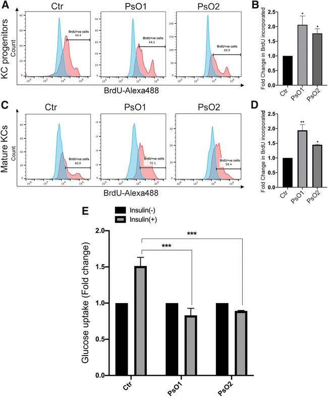 BrdU Antibody in Flow Cytometry (Flow)