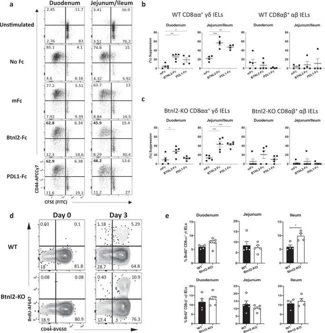 BrdU Antibody in Flow Cytometry (Flow)