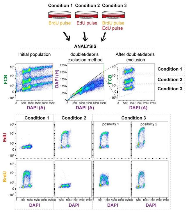 BrdU Antibody in Flow Cytometry (Flow)