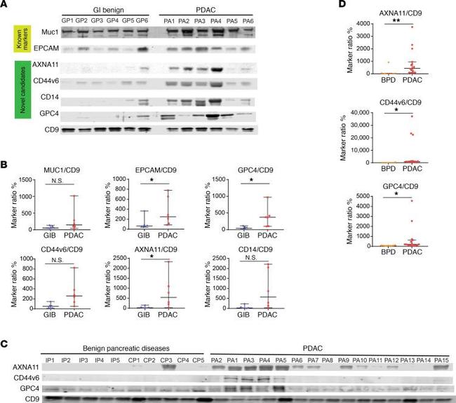 Annexin A11 Antibody in Western Blot (WB)