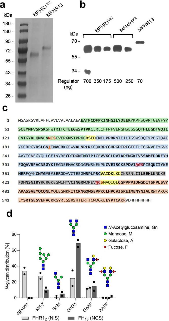 Complement Factor H Antibody in ELISA (ELISA)