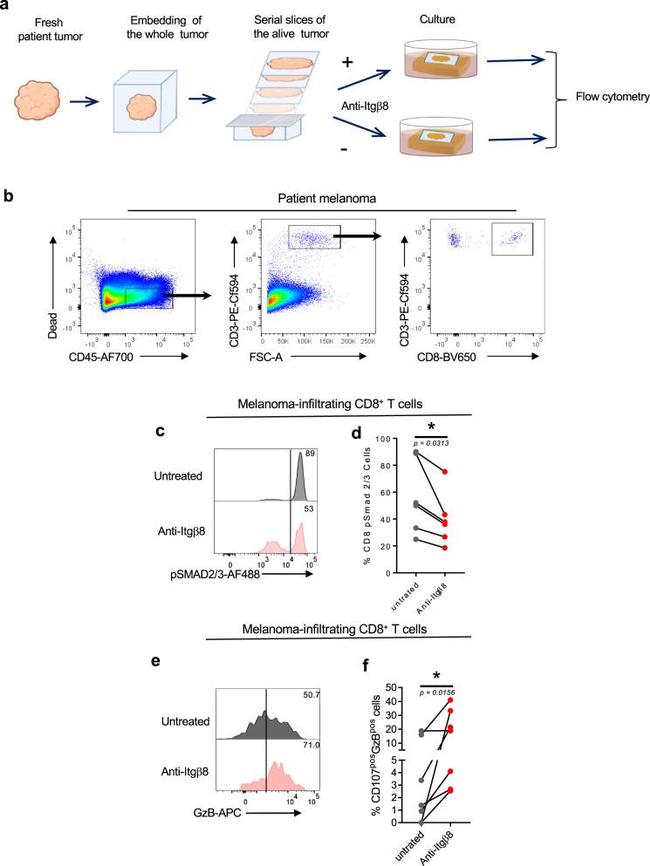 Granzyme B Antibody in Flow Cytometry (Flow)