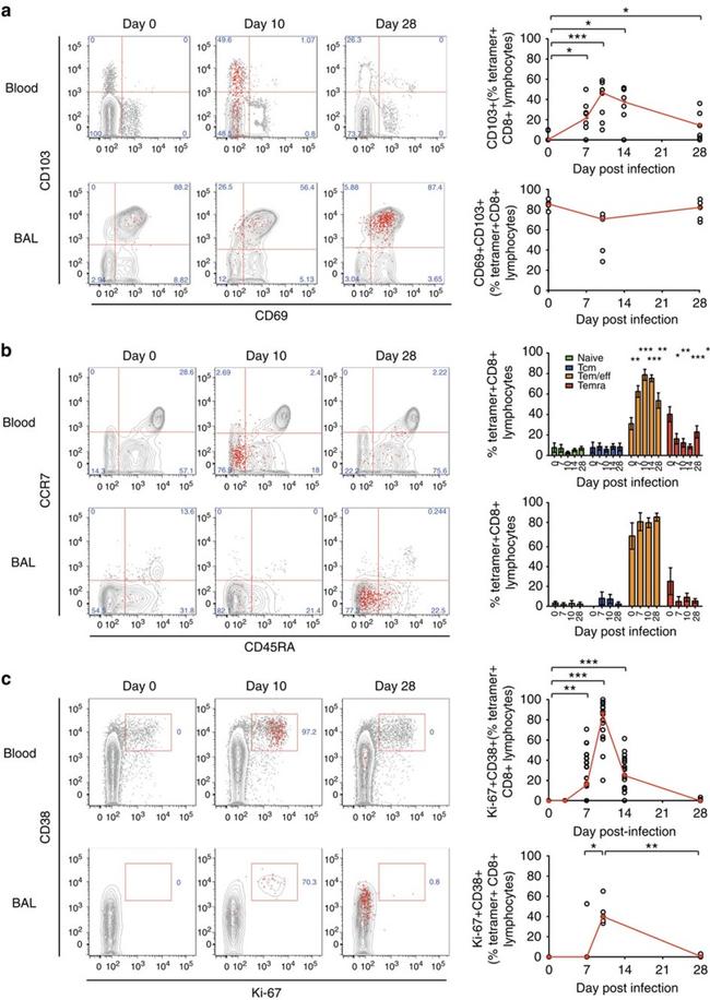 CD69 Antibody in Flow Cytometry (Flow)