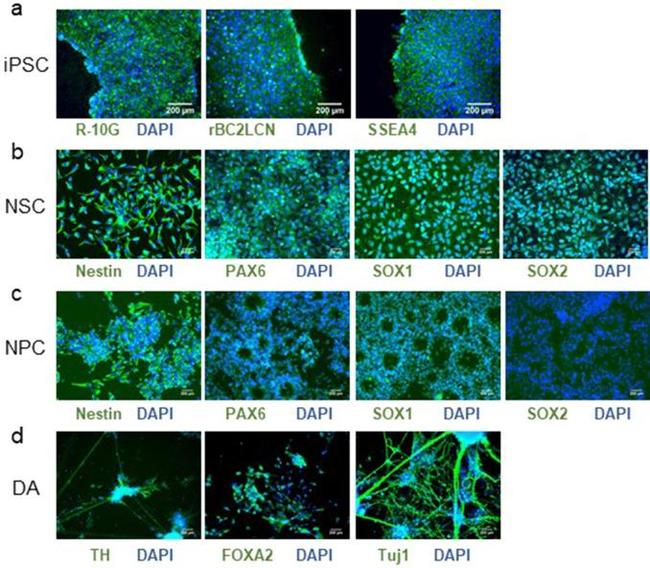 SSEA4 Antibody in Immunocytochemistry (ICC/IF)