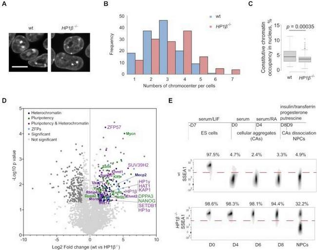 SSEA1 Antibody in Flow Cytometry (Flow)