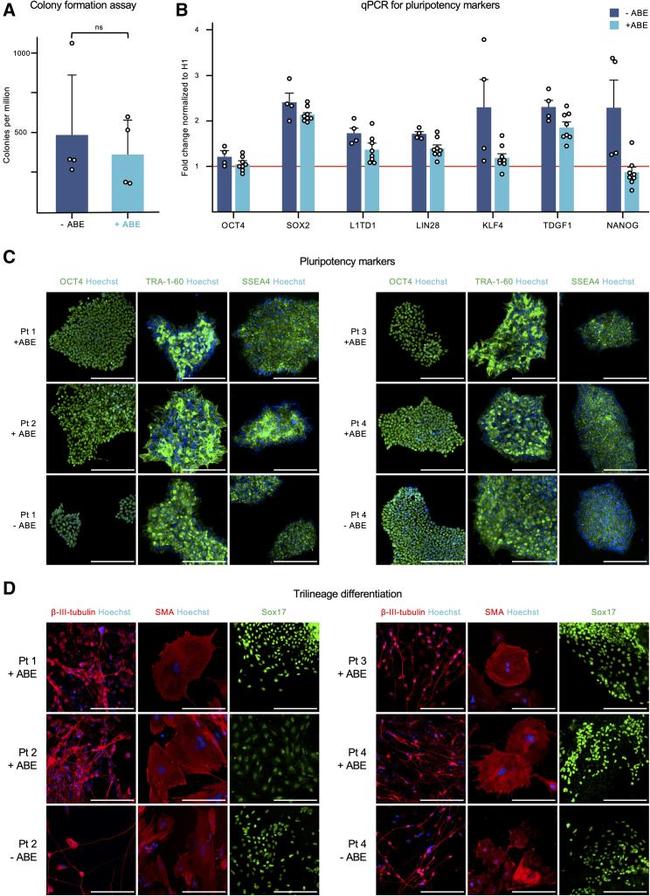 TRA-1-60 Antibody in Immunocytochemistry (ICC/IF)