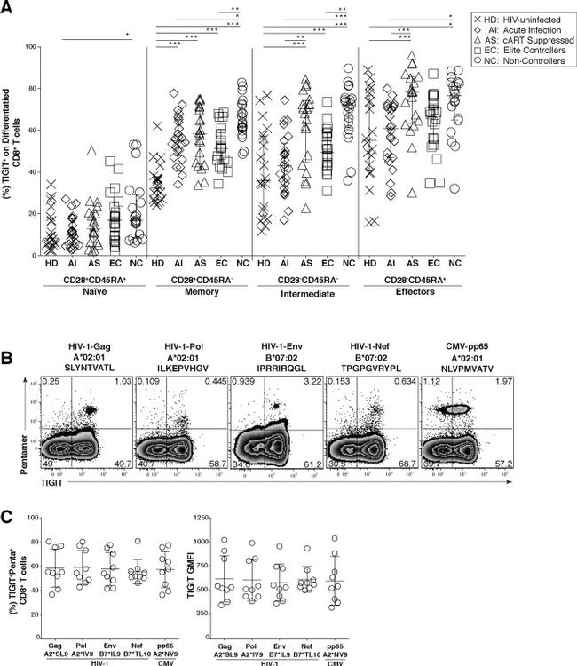 TIGIT Antibody in Flow Cytometry (Flow)