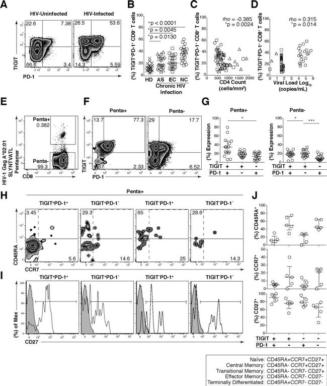 TIGIT Antibody in Flow Cytometry (Flow)