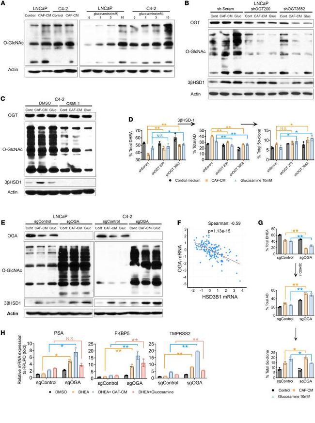 O-linked N-acetylglucosamine (O-GlcNAc) Antibody in Western Blot (WB)