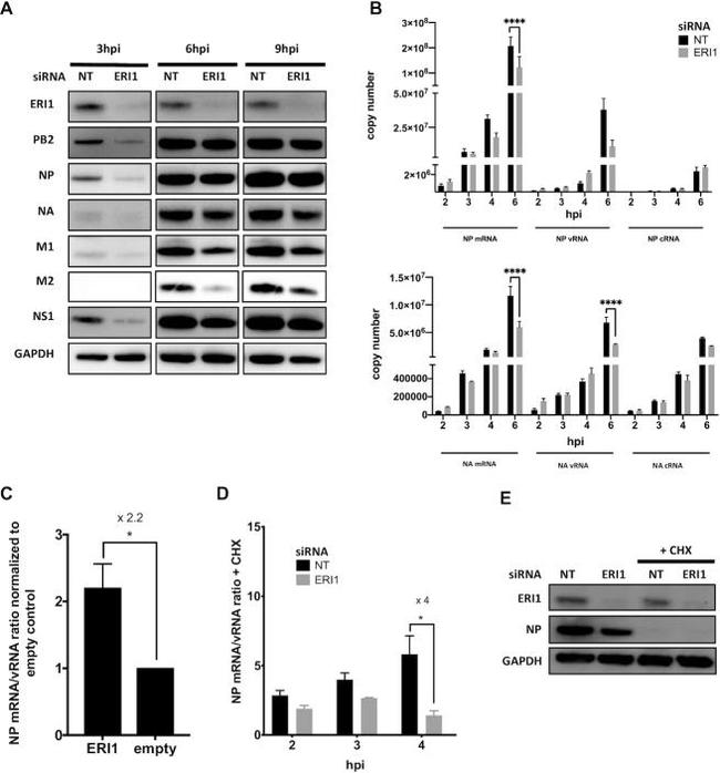 Influenza A M2 Antibody in Western Blot (WB)