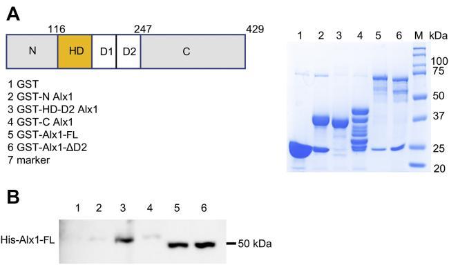 6x-His Tag Antibody in Western Blot (WB)