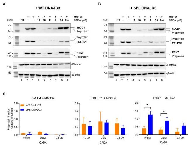 beta Actin Antibody in Western Blot (WB)