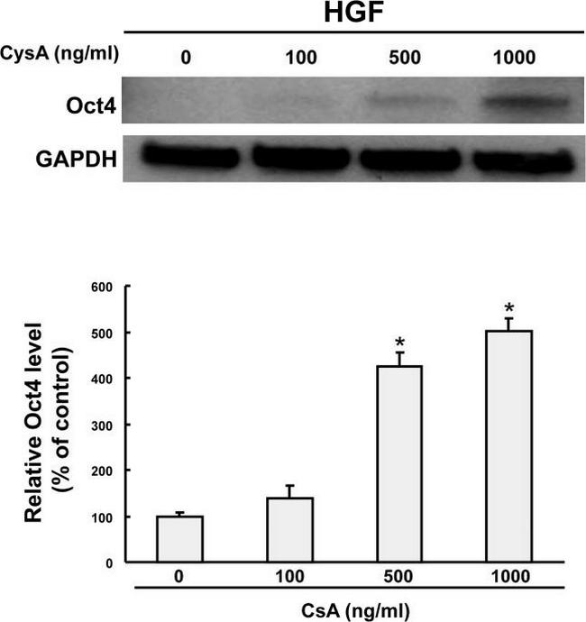 GAPDH Antibody in Western Blot (WB)