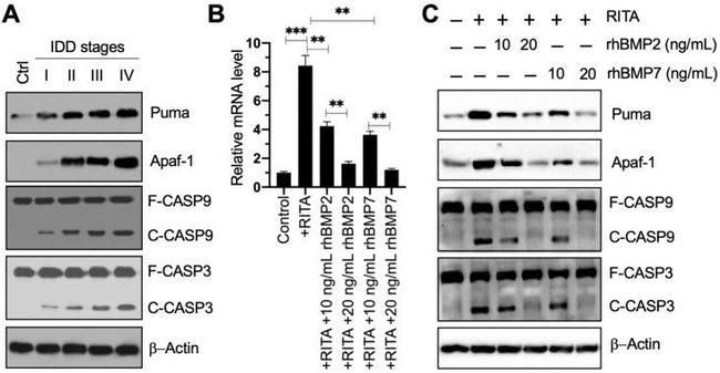 Caspase 3 Antibody in Western Blot (WB)