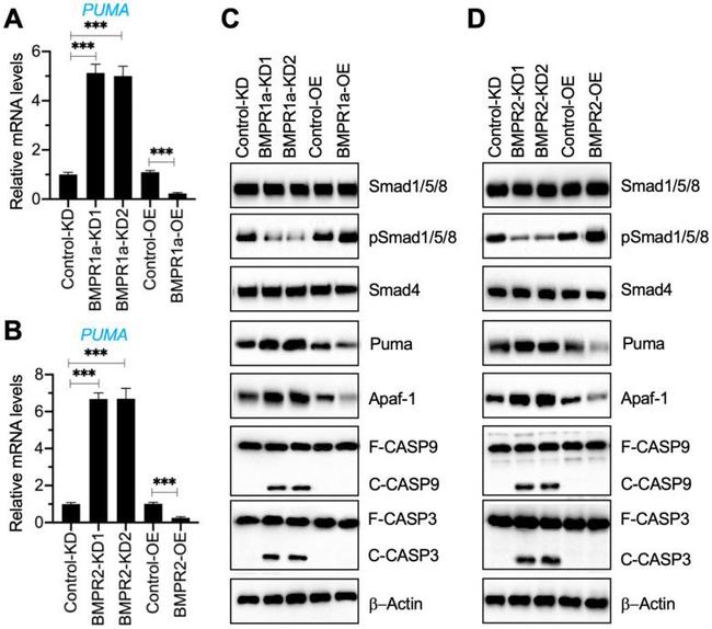 Caspase 3 Antibody in Western Blot (WB)