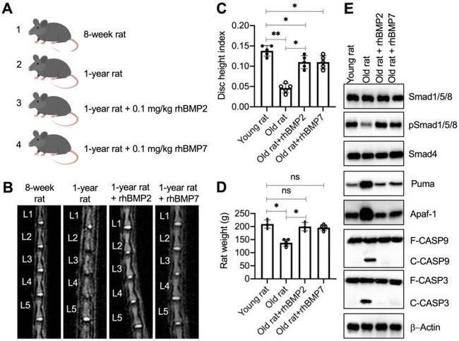 Caspase 3 Antibody in Western Blot (WB)