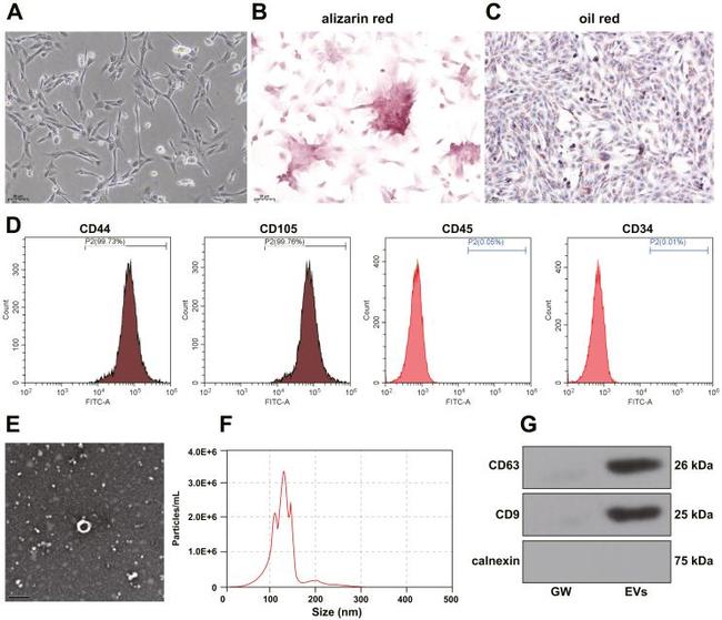 CD105 Antibody in Flow Cytometry (Flow)