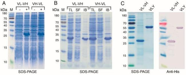 6x-His Tag Antibody in Western Blot (WB)