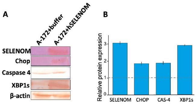 CHOP Antibody in Western Blot (WB)