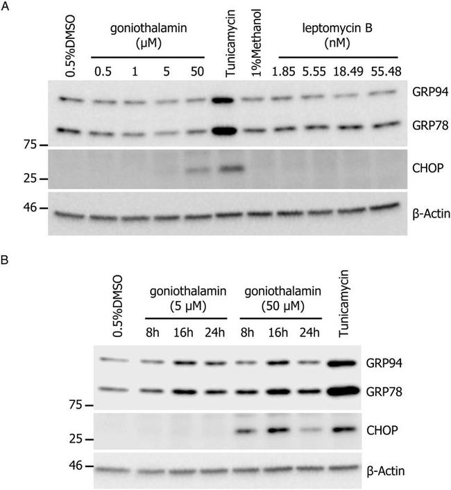 CHOP Antibody in Western Blot (WB)