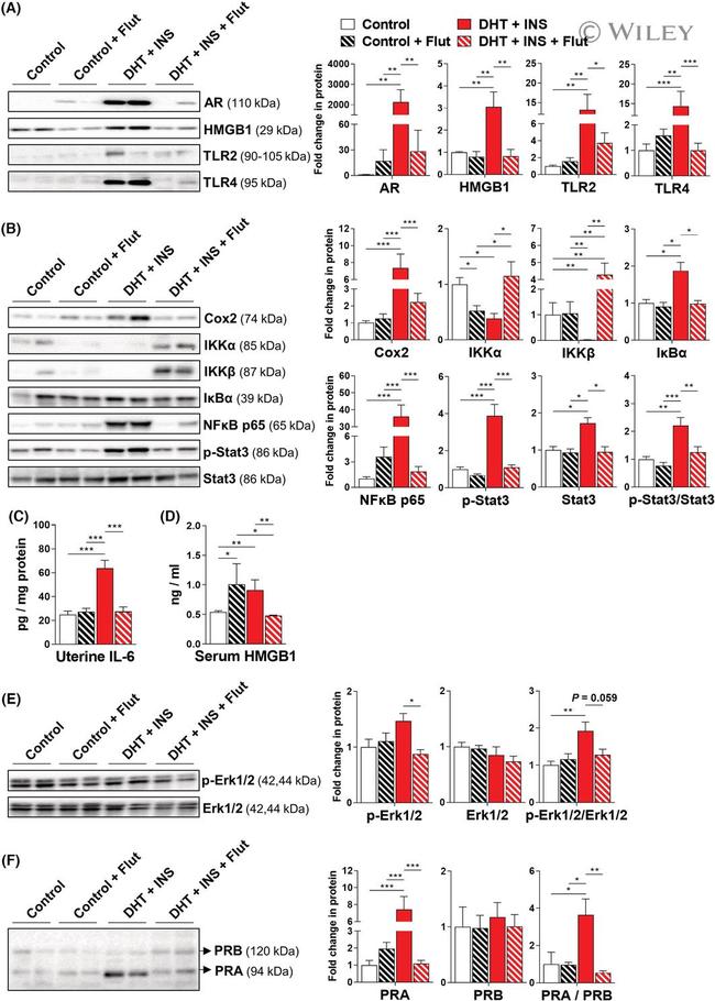 Progesterone Receptor Antibody in Western Blot (WB)