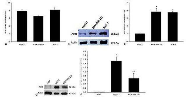 AHR Antibody in Western Blot (WB)