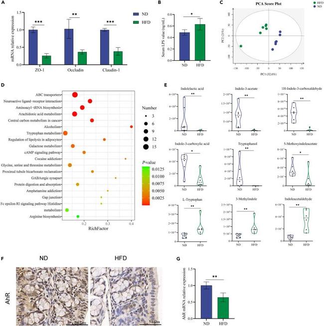 AHR Antibody in Immunohistochemistry (IHC)