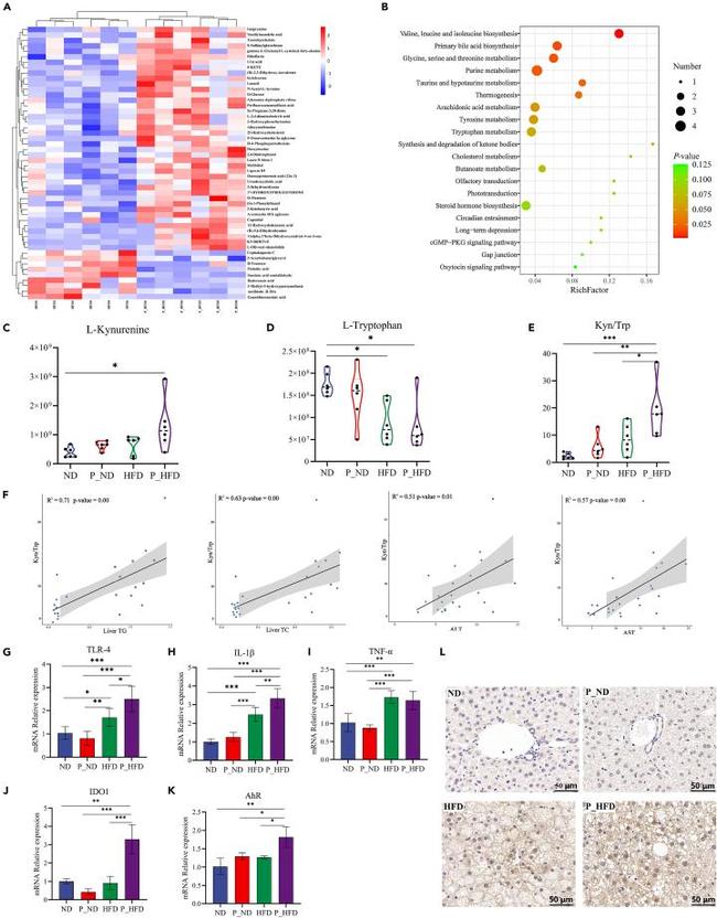 AHR Antibody in Immunohistochemistry (IHC)