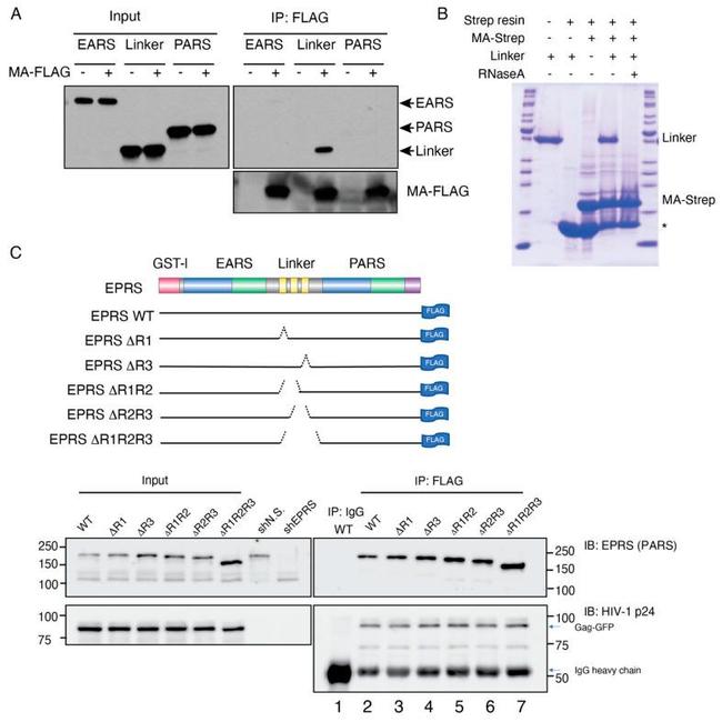 HIV1 p24 Antibody in Western Blot (WB)